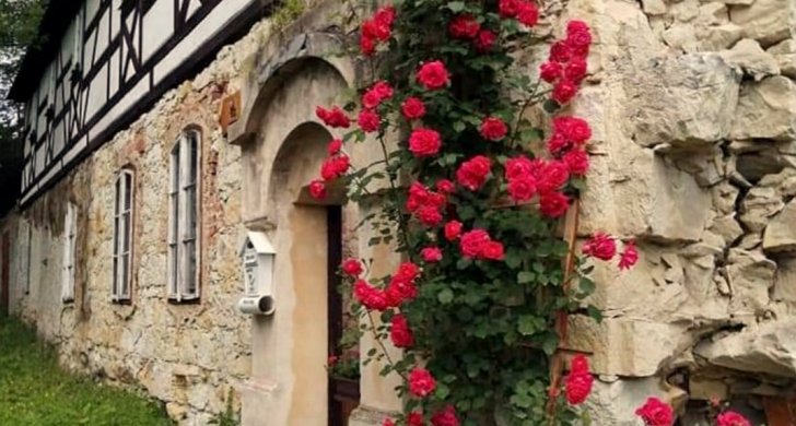 růže u soviho domu.jpg